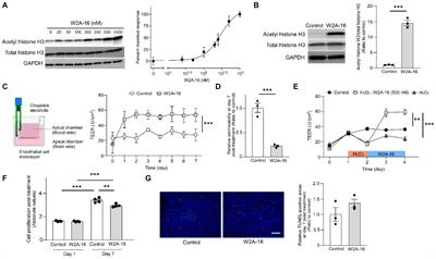 A novel histone deacetylase inhibitor W2A-16 improves the barrier integrity in brain vascular endothelial cells